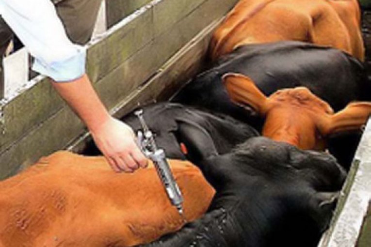 Senasa fij&oacute; el calendario de vacunaci&oacute;n 2026 contra la aftosa