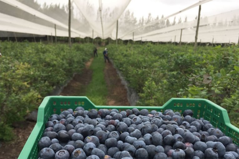 En 2025 Entre R&iacute;os export&oacute; m&aacute;s de 4.200 toneladas de ar&aacute;ndanos a mercados internacionales