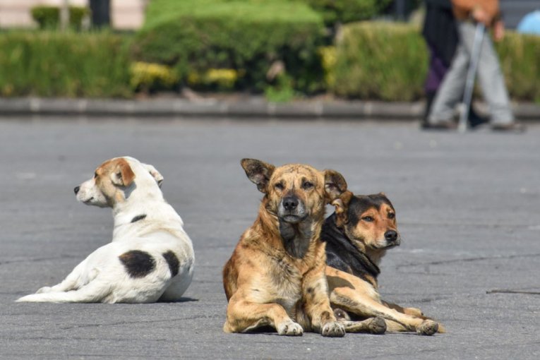 Un perro atac&oacute; a una mujer de 94 a&ntilde;os y est&aacute; en estado cr&iacute;tico