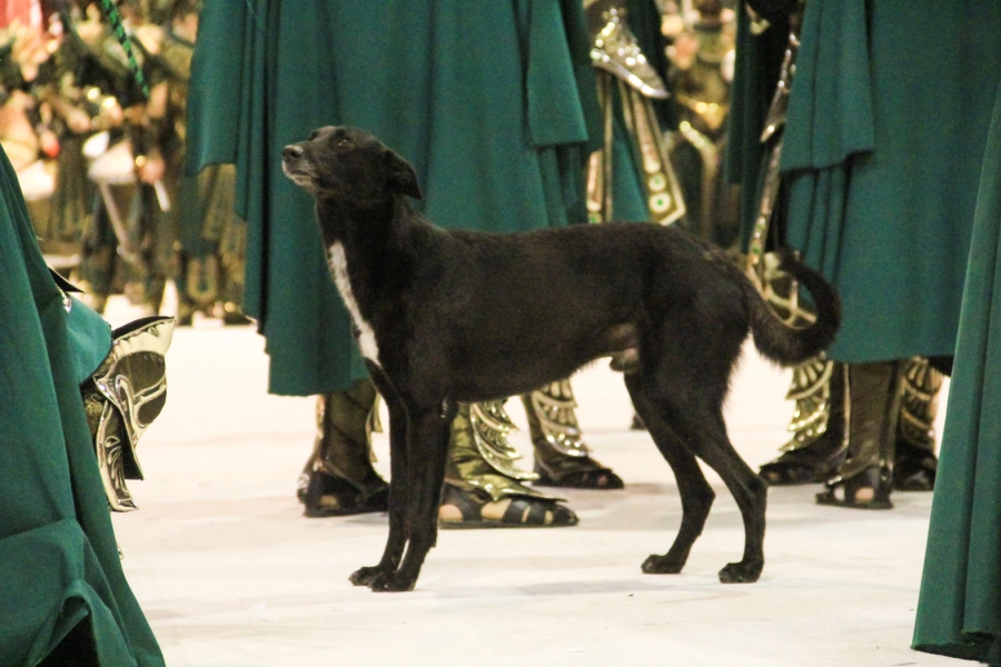 “Chicle”, el perro que sufrió la agresión, en el
circuito durante la primera noche de carnaval (Foto: Luciano Peralta)