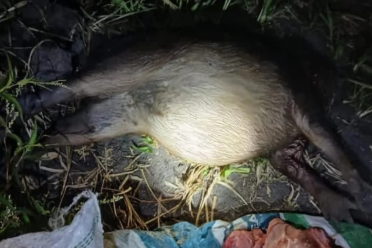 Descubren a cazadores furtivos en el r&iacute;o Gualeguaych&uacute;