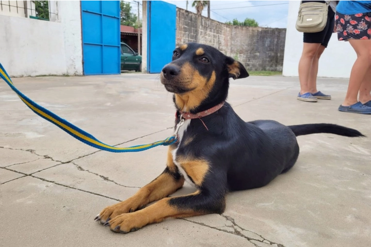 Informaron d&iacute;as y horarios de las pr&oacute;ximas jornadas de castraciones