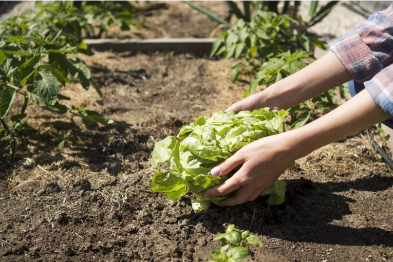 Comienza el taller de Huerta Orgánica en el CAPS de Pueblo Nuevo