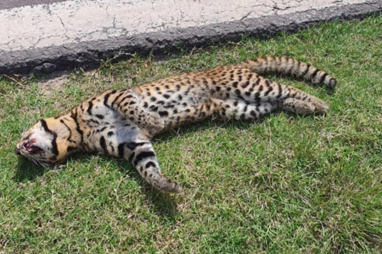 Atropellaron a un gato montés en una ruta entrerriana