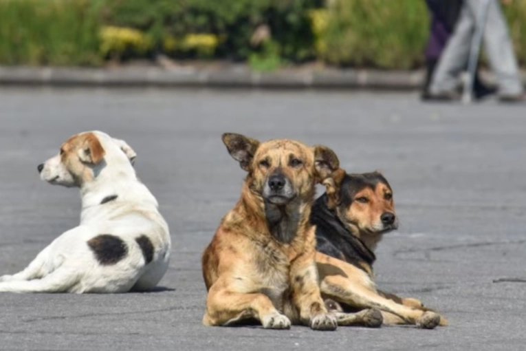 Los concejales analizarán dos proyectos destinados a controlar los perros callejeros