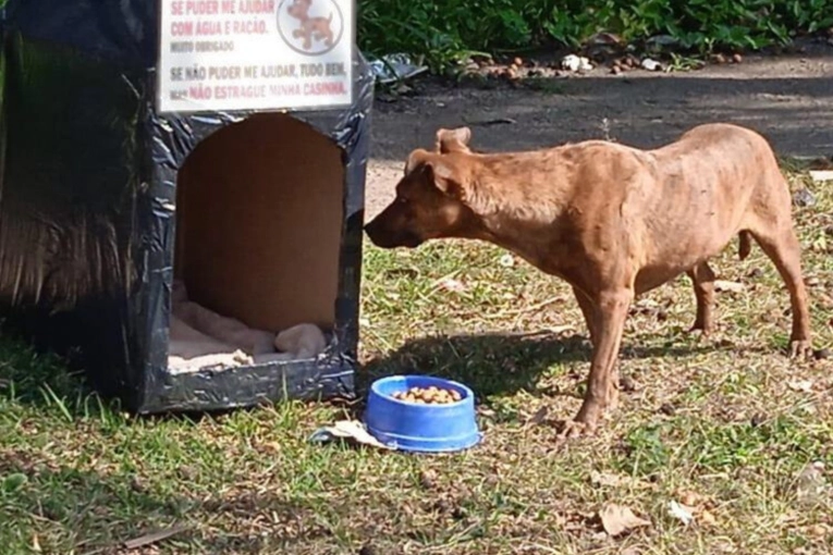 Animales en casa: “Si hace frío para nosotros, hace frío para ellos también”