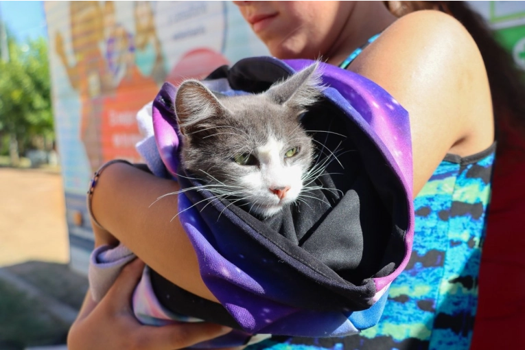 Nuevas fechas de castraciones municipales gratuitas para perros y gatos