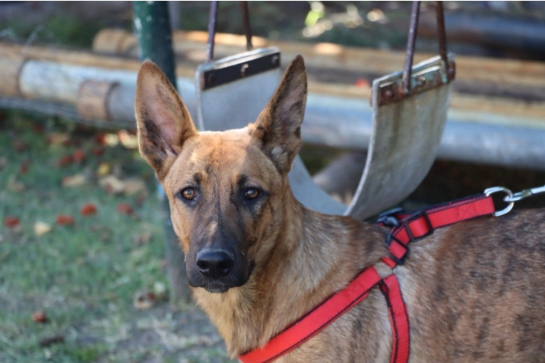 Nuevo día para la campaña de vacunación antirrábica y desparasitación para perros y gatos