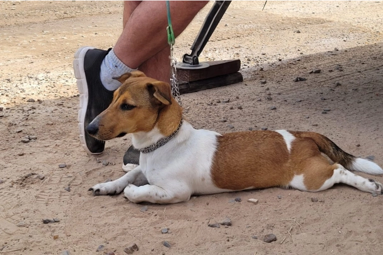 Conoc&eacute; el cronograma completo de castraciones del 1 al 5 de diciembre