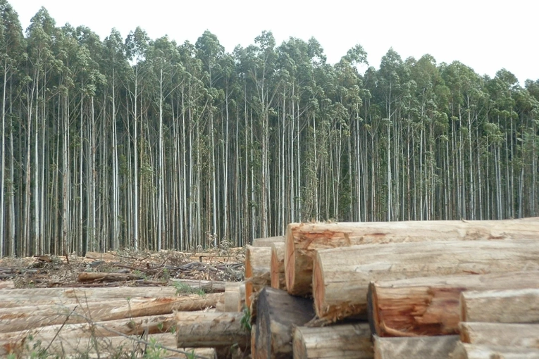 Impulsan mayor integración de la cadena forestal en FITECMA 2025