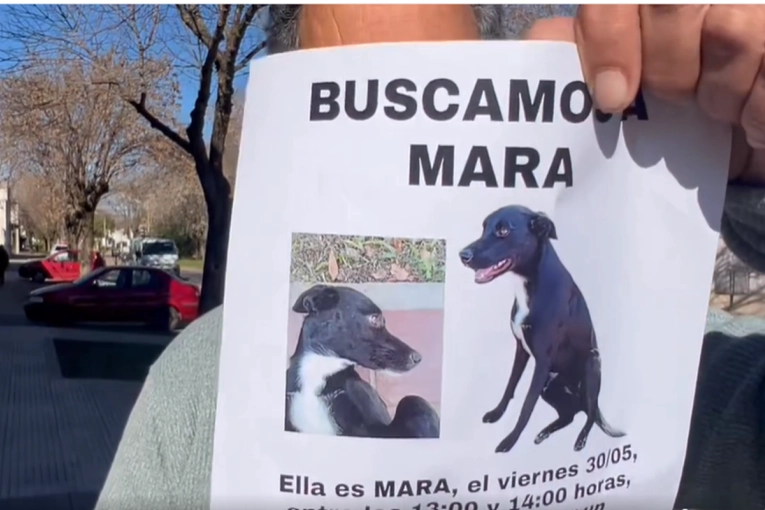 El doloroso misterio de una perrita desaparecida tras un operativo policial