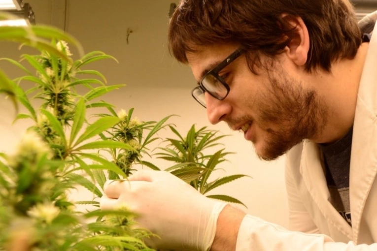 La UNER realizó el primer relevamiento sobre cannabis y difundió sus resultados