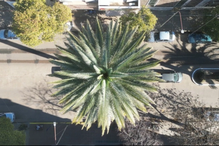 El Municipio realiza poda y limpieza general de todas las palmeras de Rocamora y Primera Junta