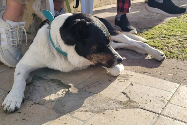 Castraciones municipales gratuitas para perros y gatos del 21 al 25 de julio