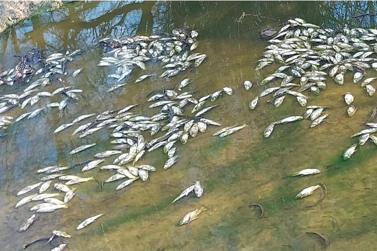 Volvieron a aparecer peces muertos en un arroyo de Entre R&iacute;os