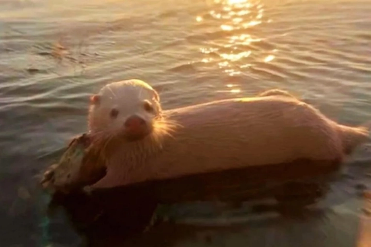 Video: Lobito de río albino, un hallazgo único en Puerto Buey, Entre Ríos