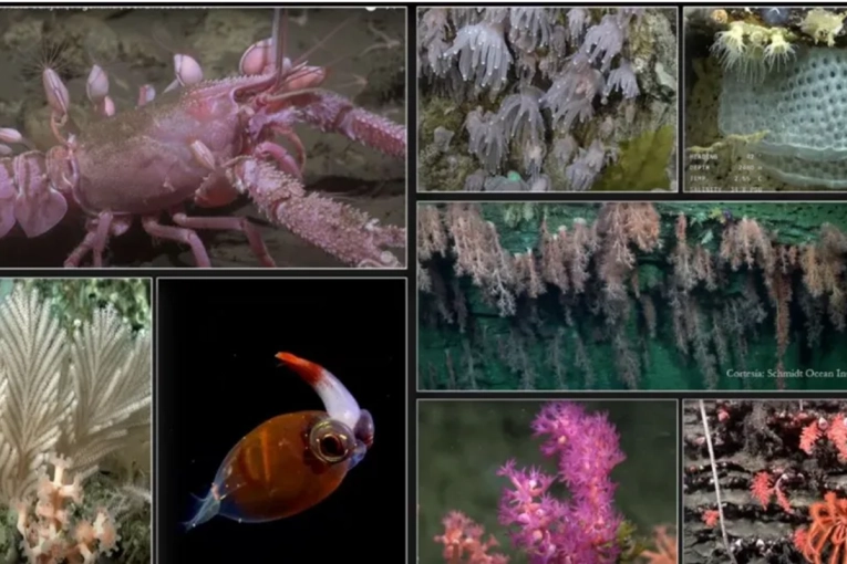 Finaliz&oacute; la expedici&oacute;n al Ca&ntilde;&oacute;n Submarino Mar del Plata