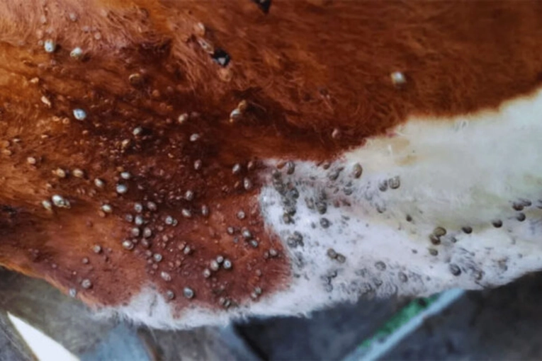 Entre Ríos alerta por avance crítico de garrapatas bovinas