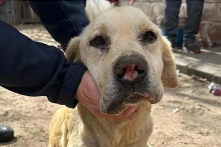 Dieron a conocer el cronograma de castraciones gratuitas para la semana que comienza