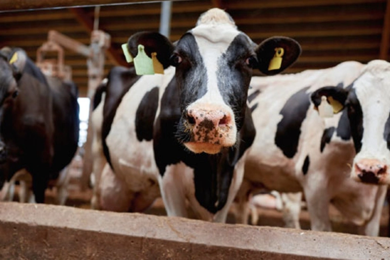 Preocupaci&oacute;n en el sector productivo: &ldquo;Hay una tendencia mundial al cierre de tambos&rdquo;