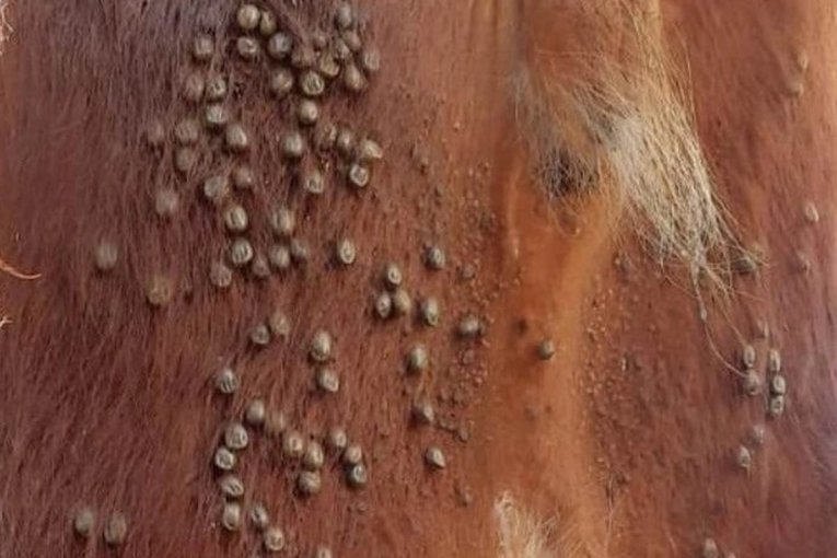 Alerta sanitaria en Entre Ríos: la garrapata bovina pone en jaque al norte provincial