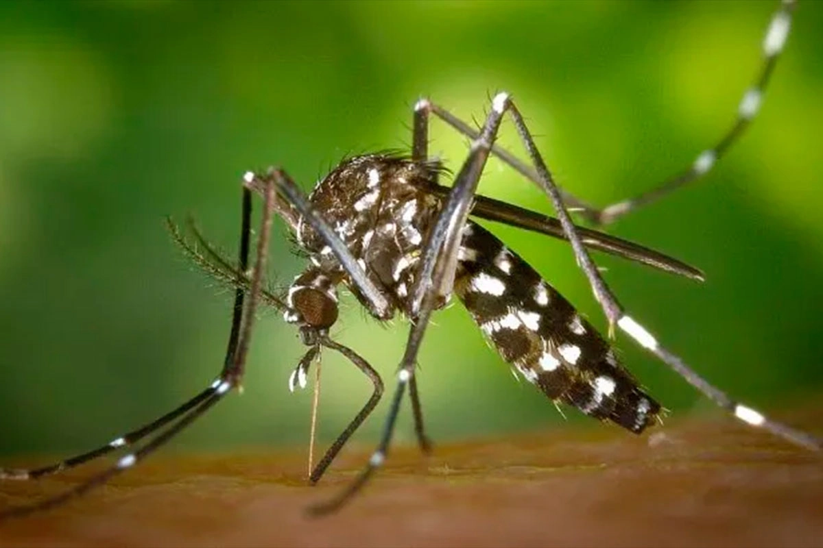 Mosquito Aedes aegypti