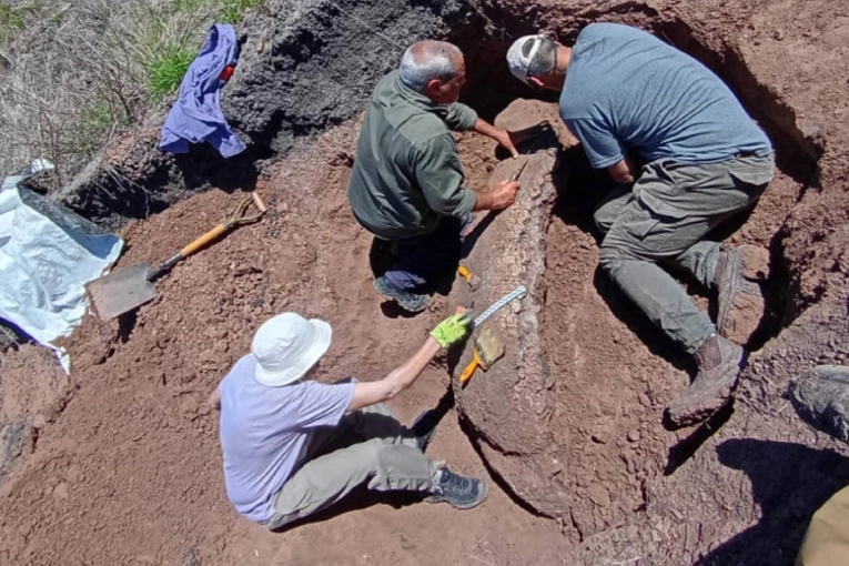 Restos f&oacute;siles de gliptodonte: &ldquo;Cada hallazgo nos permite reconstruir la historia de Entre R&iacute;os&rdquo;