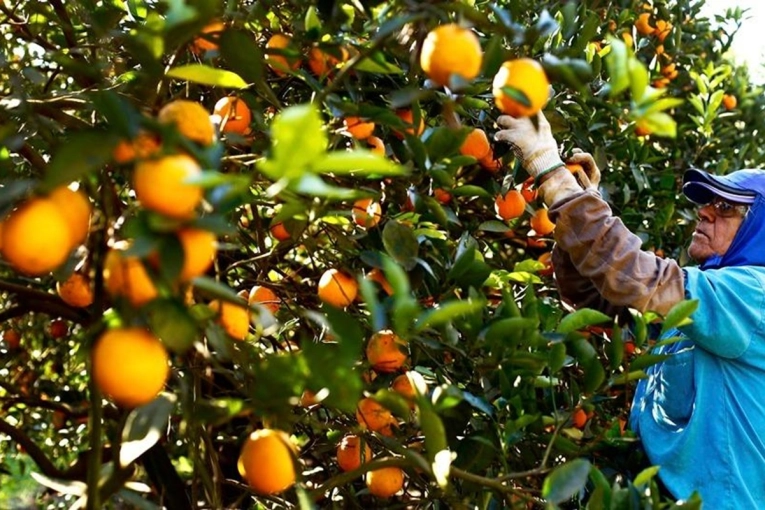 Productores de cítricos aseguran estar descapitalizados y sin asistencia tras las heladas