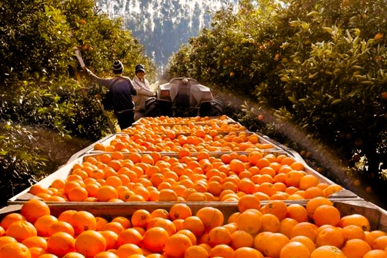 Argentina y Jap&oacute;n acordaron cambios clave para facilitar la exportaci&oacute;n de c&iacute;tricos