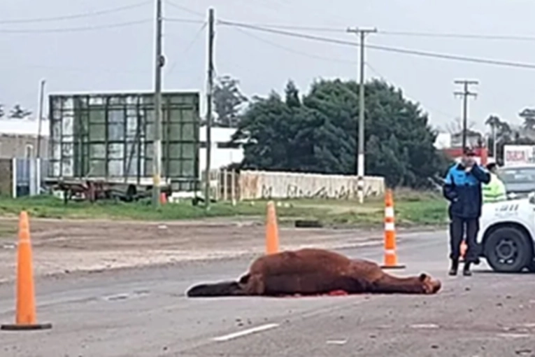 Gualeguaychú: Un auto chocó contra un caballo en la Ruta 14 y por fortuna no hubo heridos