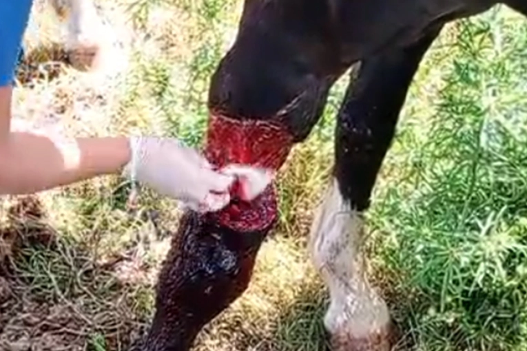 Im&aacute;genes sensibles: Una mujer denunci&oacute; a un adolescente por maltrato animal y quiere recuperar sus caballos