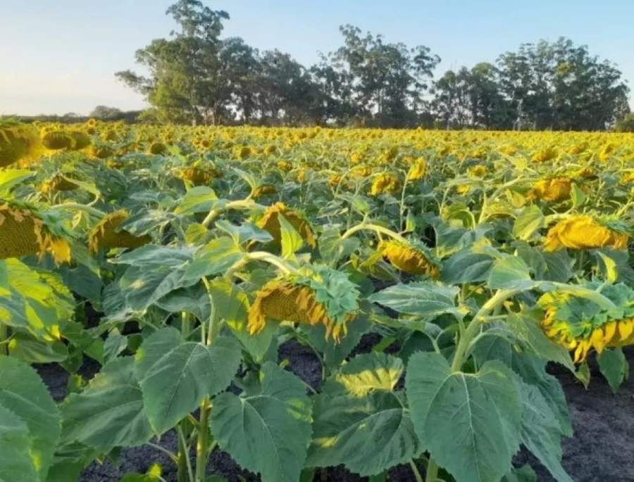 El 98% del &aacute;rea implantada presenta una condici&oacute;n entre &ldquo;Buena&rdquo; y &ldquo;Muy Buena&rdquo;. El 2% restante califica como &ldquo;Regular&rdquo;