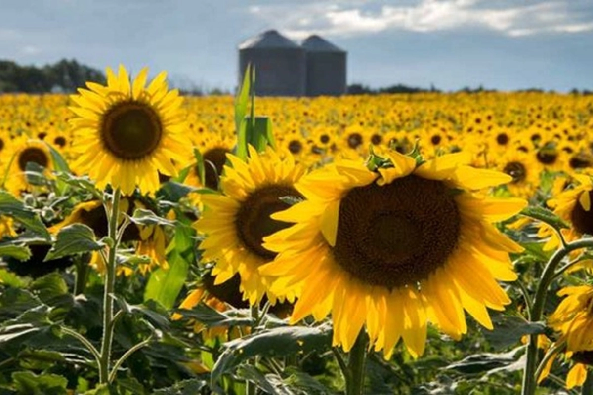 Girasol: estabilidad y resistencia climática