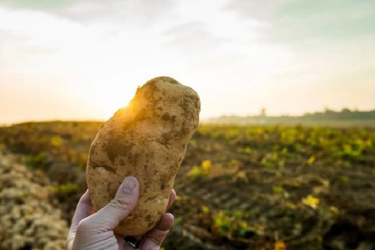 Buena cosecha de papa con precios muy bajos
