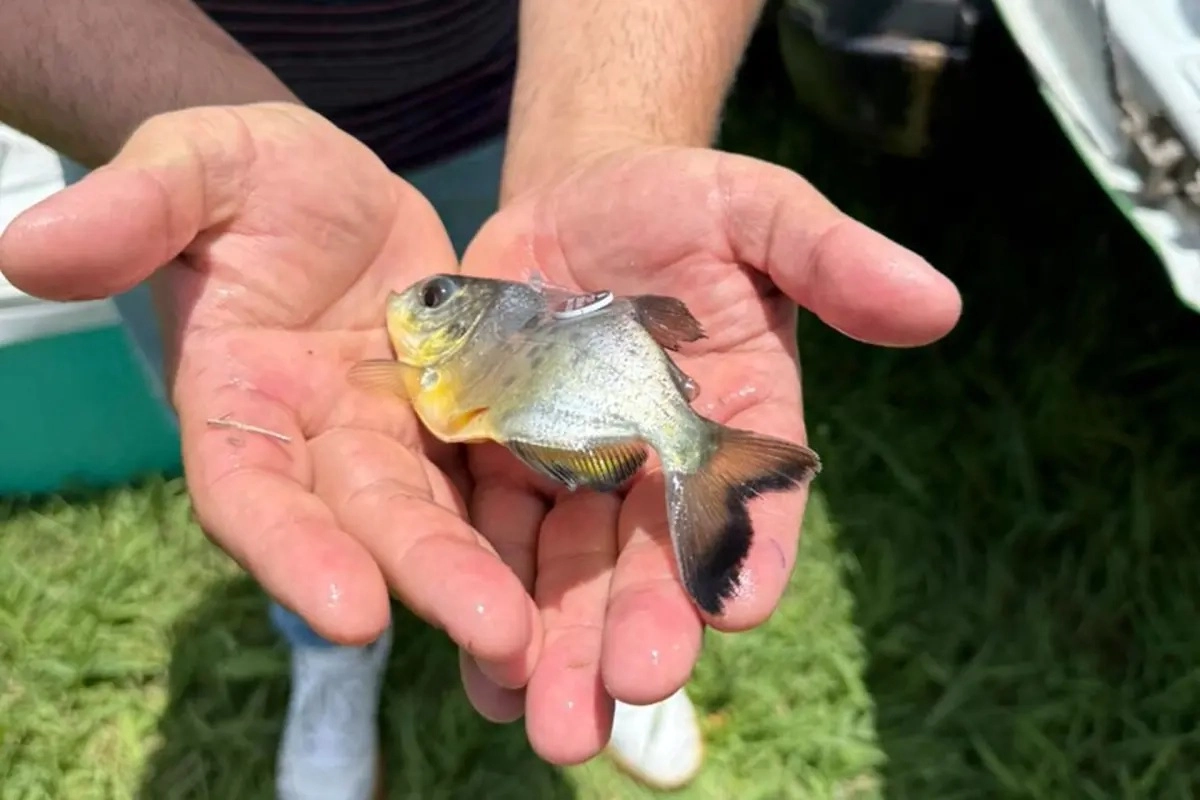 Ejemplares juveniles de pac&uacute;