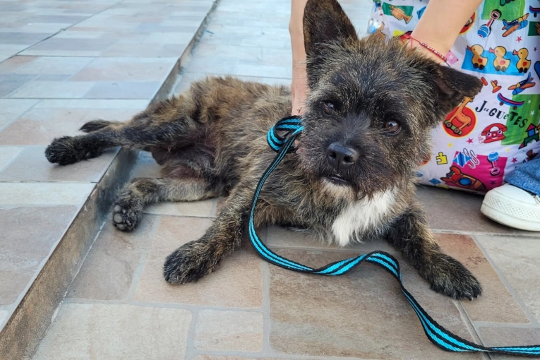 Proteccionistas cuestionaron los n&uacute;meros de castraciones del Municipio: &ldquo;no representan ning&uacute;n avance&rdquo;