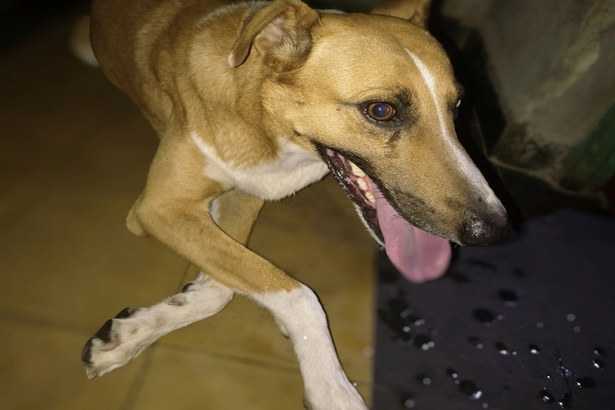 Perros perdidos y refugiados por vecinos