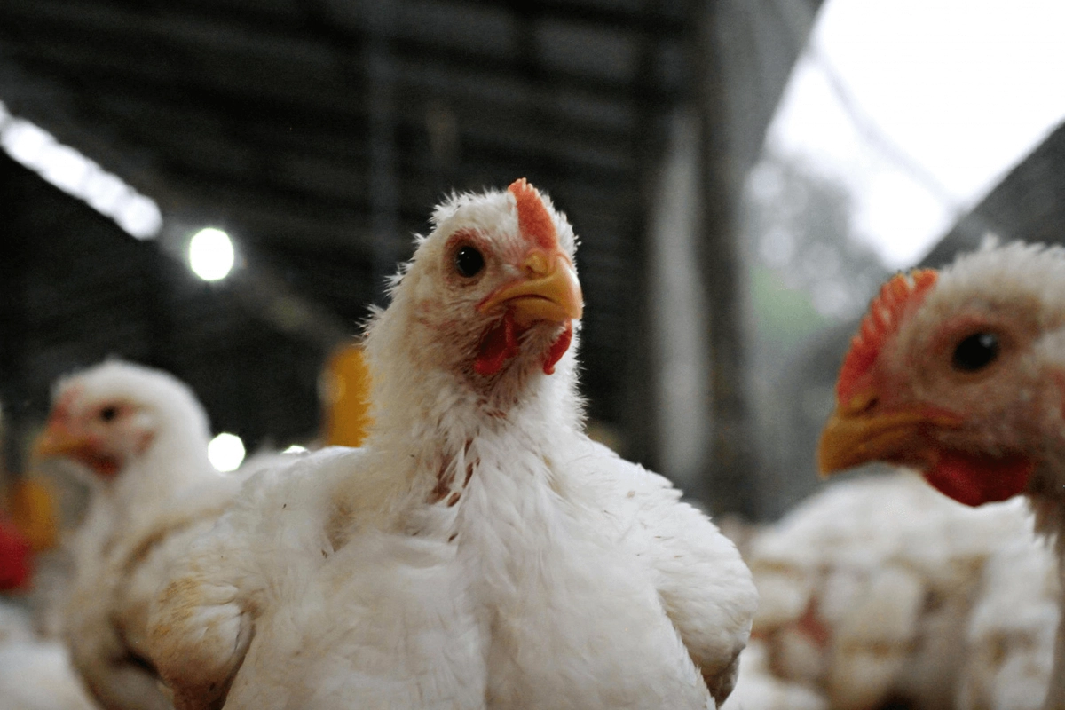 Ca&iacute;da de la avicultura