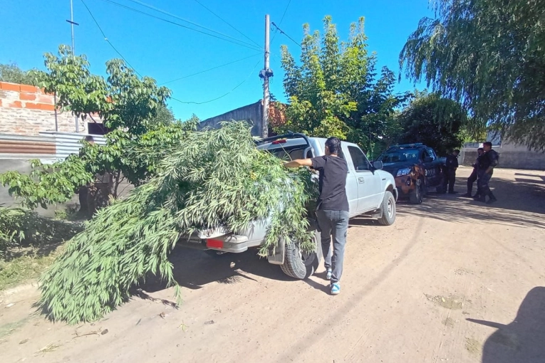 Allanamiento por amenazas termin&oacute; con secuestro de plantas de cannabis