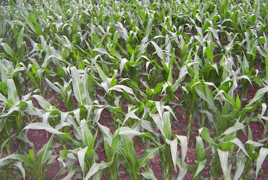 Campo de ma&iacute;z en Jun&iacute;n