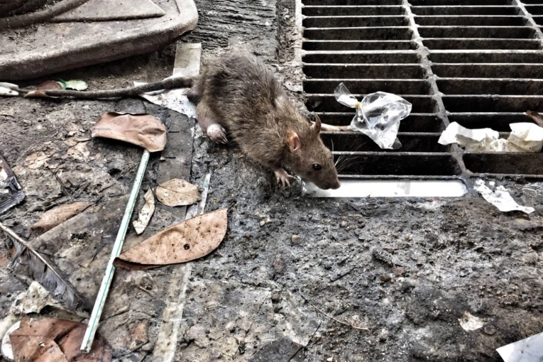 Las ratas avanzan mientras la descacharrizaci&oacute;n se demora: vecinos reclaman soluciones