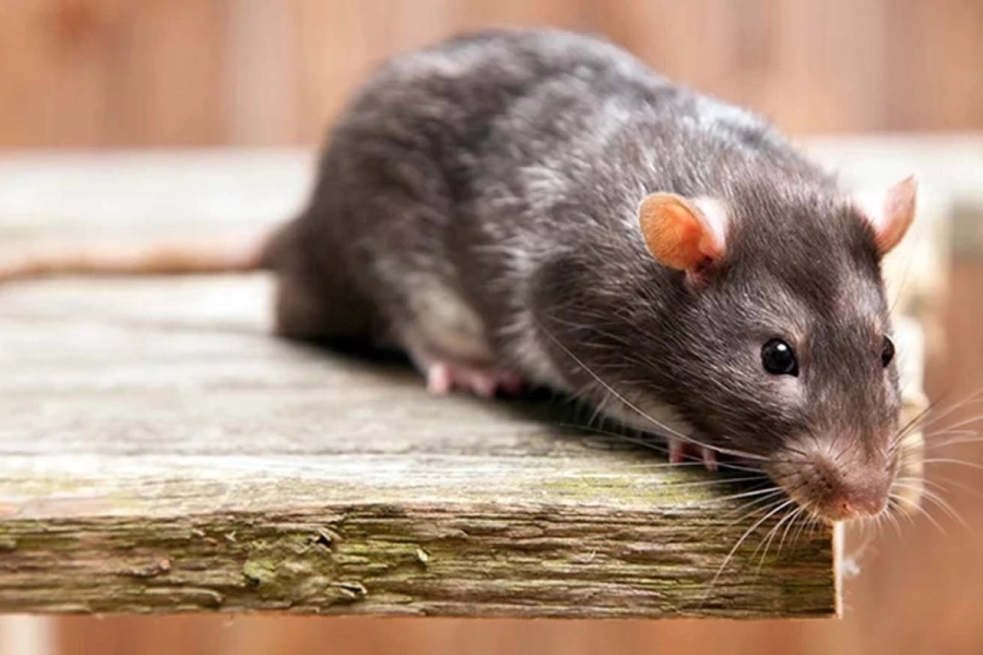 Alerta sanitaria en Victoria: confirman una muerte por leptospirosis