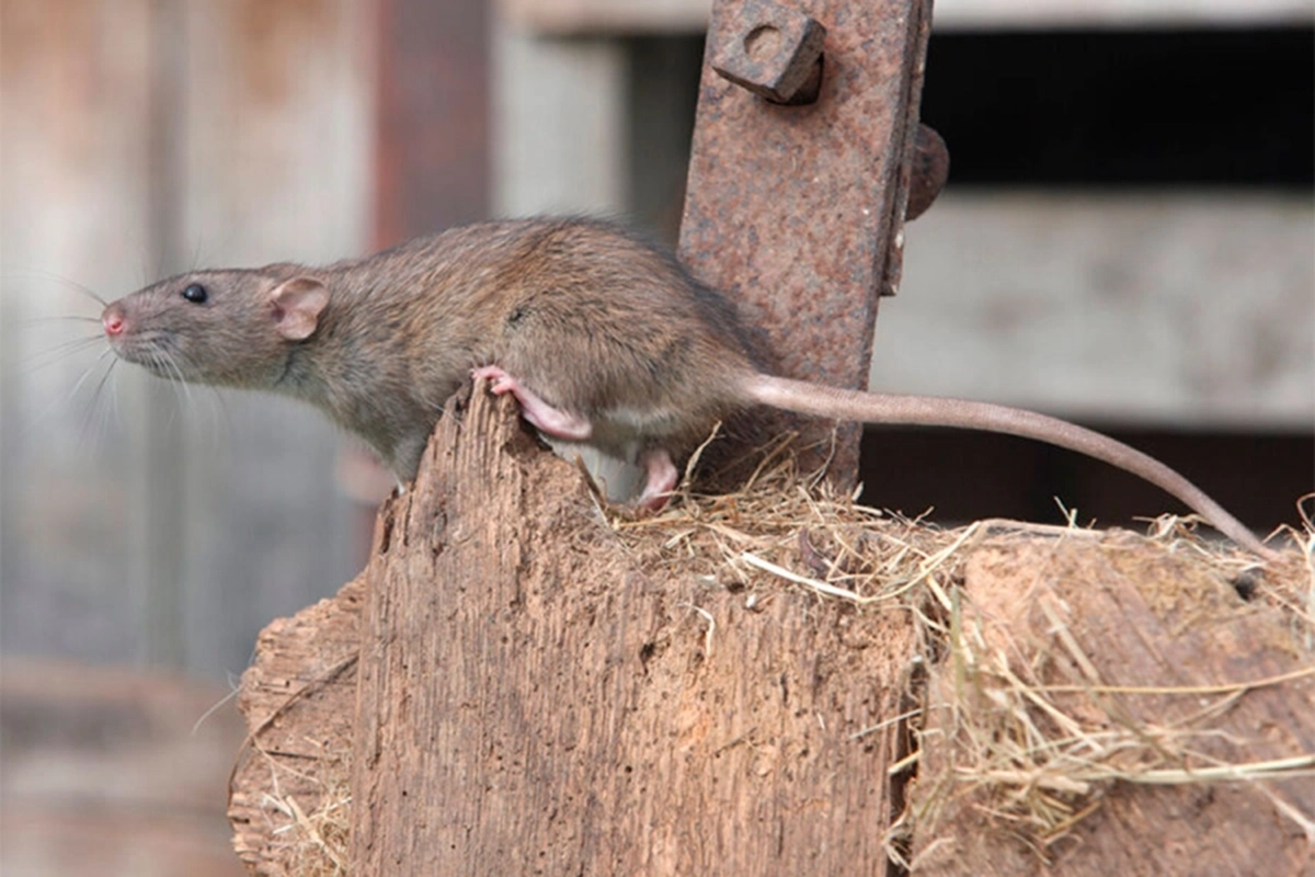 Hay un fallecido por leptospirosis en Entre R&iacute;os