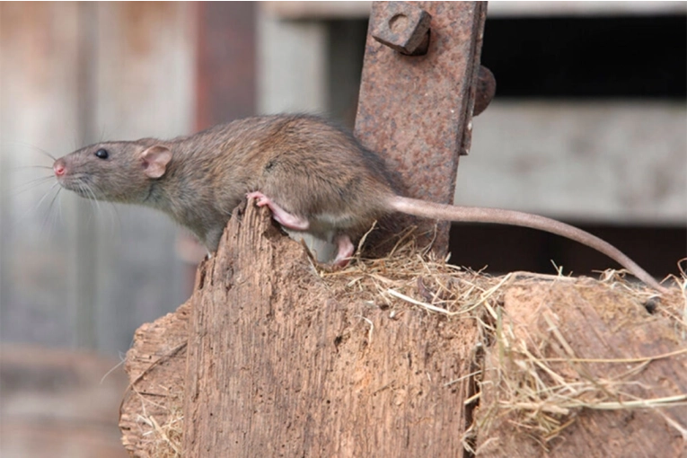Comunicado oficial: "No hay circulaci&oacute;n de hantavirus ni leptospirosis en Gualeguaych&uacute;"