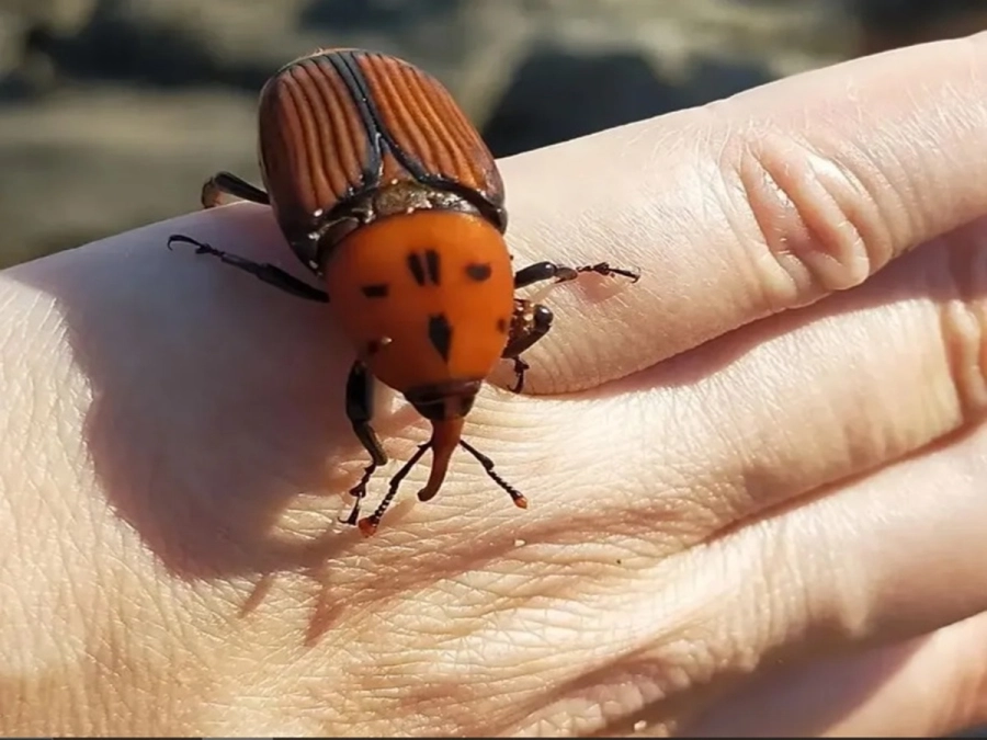 <i>Las medidas fitosanitarias deben ser implementadas ante la detecci&oacute;n del insecto </i>