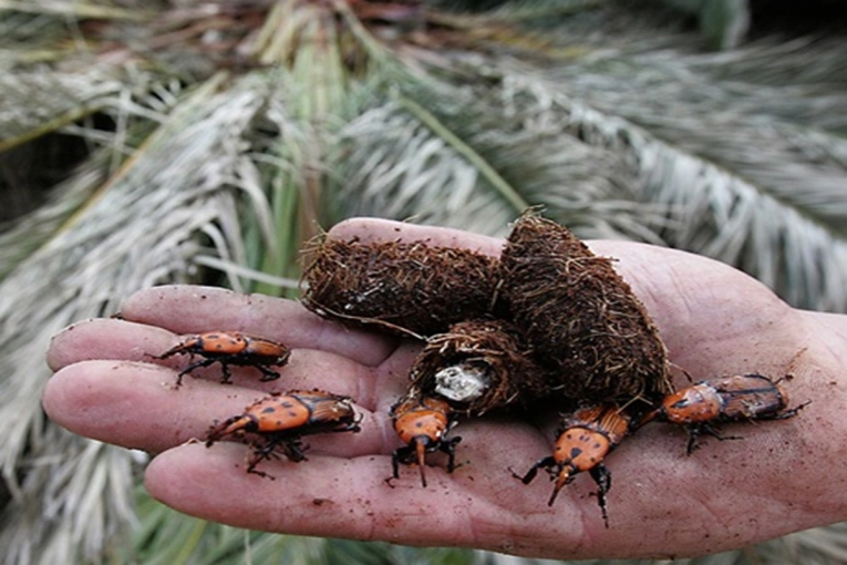 Marcada preocupaci&oacute;n en Entre R&iacute;os por la posible invasi&oacute;n del picudo rojo