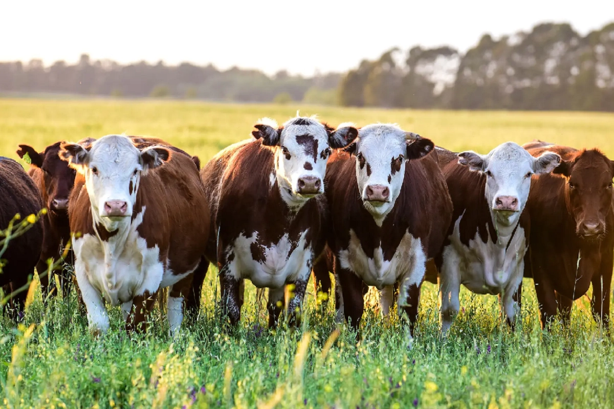 El acuerdo exige apertura a carne de EEUU