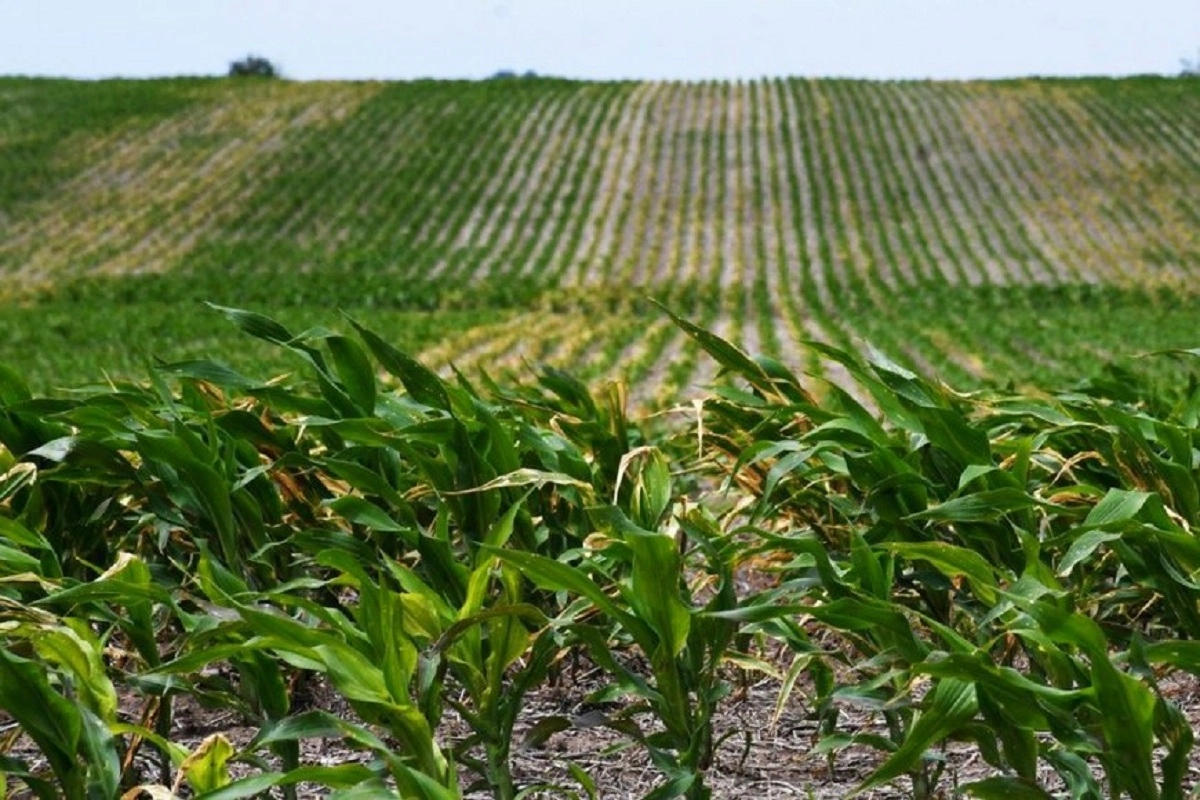 Informe de la Bolsa de Cereales de Entre R&iacute;os