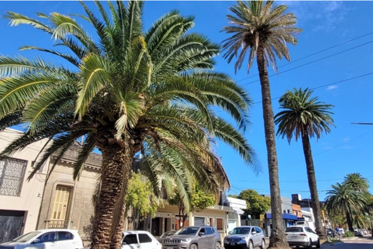 &iquest;Qu&eacute; es el picudo rojo? El peligro que pone atenci&oacute;n en las palmeras de &ldquo;la Rocamora&rdquo;