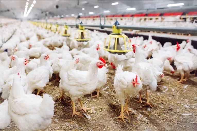 Alerta sanitaria: Senasa confirm&oacute; un nuevo brote de gripe aviar y suspendi&oacute; las exportaciones